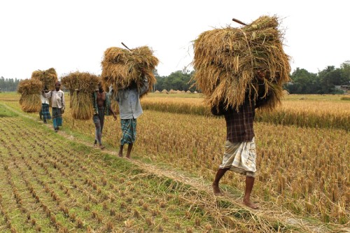 80% bengalskich rolników wykorzystuje swoje telefony komórkowe do zbierania informacji na temat rynków, a także do utrzymywania kontaktu z klientami. Autor zdjęcia: Bayazid Akter, prawa autorskie: Demotix (01/06/12).