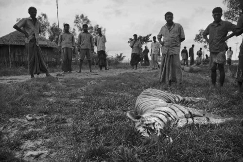 Tiger killed by the villagers